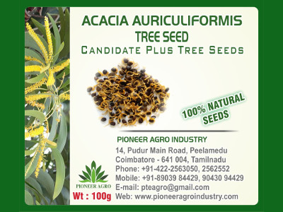 Acacia Auriculiformis